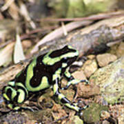 Green And Black Poison Dart Frog Poster