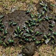 Green Bottle Flies Feeding On Cow Dung Poster