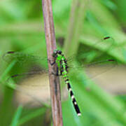 Green Dragonfly Poster