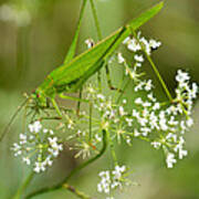 Green Grasshopper Poster