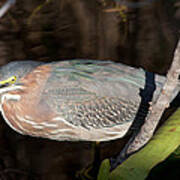 Green Heron In The Everglades Poster