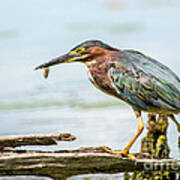 Green Heron Perfection Poster