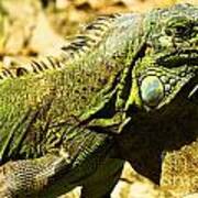 Green Iguana Poster