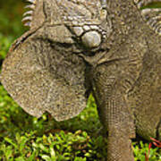 Green Iguana Flaring Dewlap Ecuador Poster