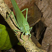 Green Katydid Poster