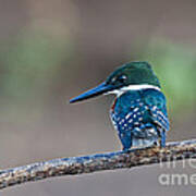 Green Kingfisher Poster