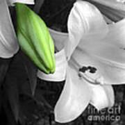 Green Lily Bud Poster