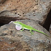 Green Lizard Poster