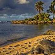 Green Sea Turtle At Sunset Poster