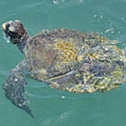 Green Sea Turtle Poster