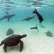 Green Sea Turtles And Sealions Galapagos Poster