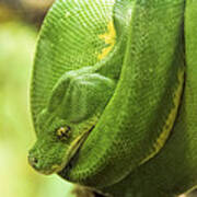 Green Tree Python Poster