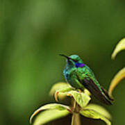 Green Violetear Hummingbird Poster