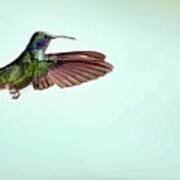 Green Violetear Hummingbird In Flight Poster