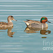 Green Winged Teal Couple Newport Beach California Poster