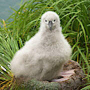 Grey-headed Albatross Chick Poster