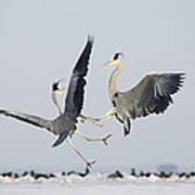 Grey Herons Fighting Germany Poster