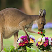 Grey Kangaroo Eating Graveyard Flowers Poster