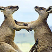 Grey Kangaroo  Males Fighting Tasmania Poster