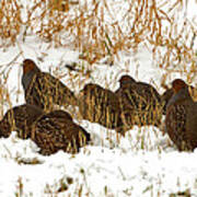 Grey Partridge In Snow Poster