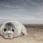 Grey Seal On Beach Norfolk England Poster