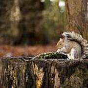 Grey Squirrel On A Stump Poster