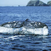 Grey Whale Tail Poster