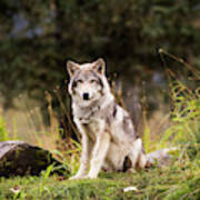 Grey Wolf  Canis Lupus  Pup Roams It S Poster
