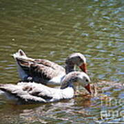 Greylag Geese 20130512_58 Poster