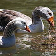 Greylag Geese 20130512_64 Poster