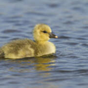 Greylag Goose Gosling Zeeland Poster