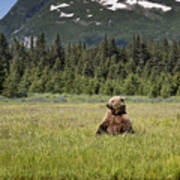 Grizzly Bear In Meadow Lake Clark Np Poster