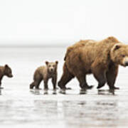 Grizzly Bear Mother And Cubs Lake Clark Poster