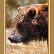 Grizzly Bear Wildlife Christmas Cards Poster