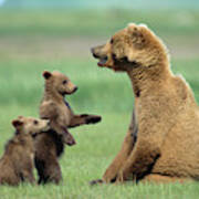 Grizzly Cubs With Mother Poster
