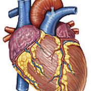 Gross Anatomy Of The Human Heart Digital Art by Stocktrek Images