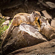 Ground Squirrels In Spring Poster