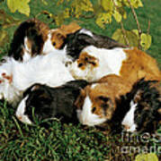 Group Of Guinea Pigs Poster