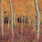 Grove Of Aspen Trees With Fall Colors Poster