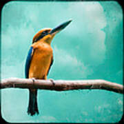 Guam Kingfisher - Exotic Birds Poster