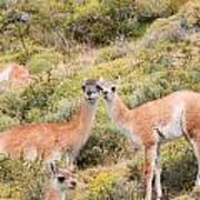 Guanaco Poster