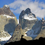 Guanaco And Cuernos Del Paine Poster