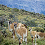 Guanacos Poster