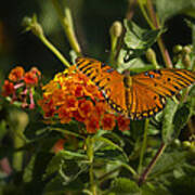 Gulf Fritillary Butterfly Poster