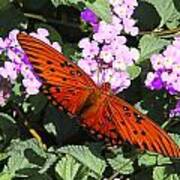 Gulf Fritillary Poster