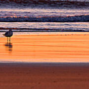 Gull And Sunrise Surf Poster