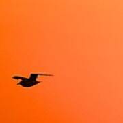 Gull At Sunset Poster
