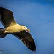 Gull Poster