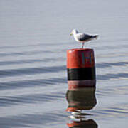 Gull Poster