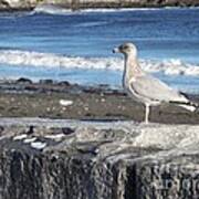 Granite State Seagull Poster